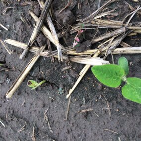 Soybean seedling with disease injury