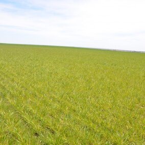 wheat grain contaminated with ergots