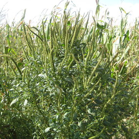 Palmer amaranth