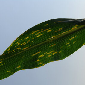 Bacterial leaf streak lesions of corn