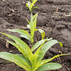 corn emerging from the ground