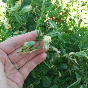 new buds on alfalfa affected by freeze injury