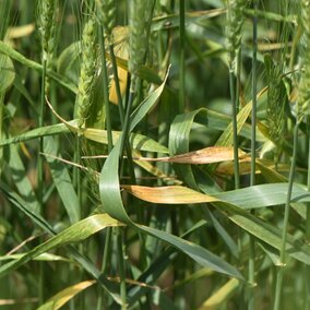 wheat showing signs of barley yellow dwarf