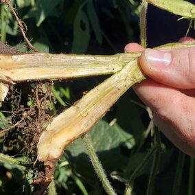 Blue fungal growth on soybean roots