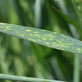 fungal leaf spot disease on wheat