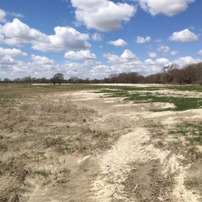 Sand-covered pasture near Ravenna