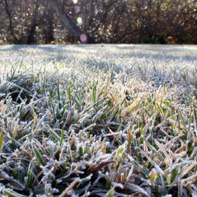 frost on grass in lawn