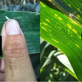 Comparison of lesions of gray leaf spot
