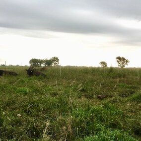 Figure 1. Cattle grazing smooth bromegrass pasture at Mead.