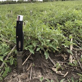 Field with giant ragweed at early treatment stage