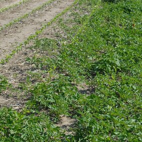 Glyphosate-resistant ragweed in corn