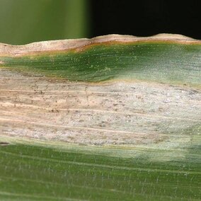 Goss's Wilt of corn