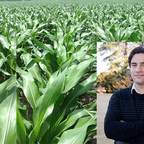 Patricio Grassini and a field of corn