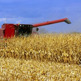 Combine harvesting corn