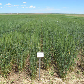 Field trial of Husker Genetics Ruth