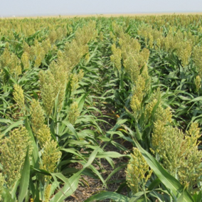 Grain sorghum