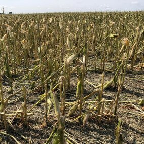 Hailed corn in Howard County Aug. 16, 2018