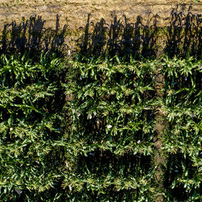 Corn growing on the University of NebraskaâLincolnâs East Campus. A new Nebraska study has quantified the benefits of irrigation among nine U.S. crops by analyzing yields from 1950 to 2015. (Photo by Craig Chandler/University Communication)