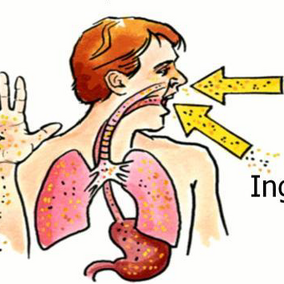 Illustration of the three ways that pesticides can enter a body.