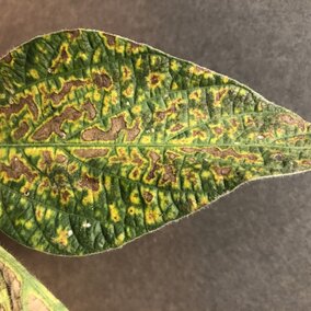Interveinal chlorosis