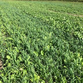 Cover crops