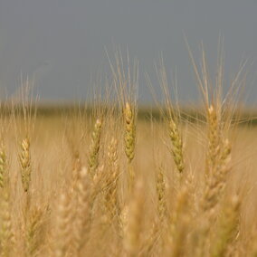 Field of wheat