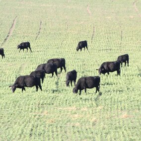 Given market prices, grazing winter wheat rather than harvesting for grain may be more profitable for some growers this year.