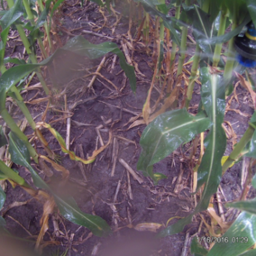 In-canopy center pivot sprinkler head entangled in the corn canopy