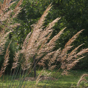 indiangrass