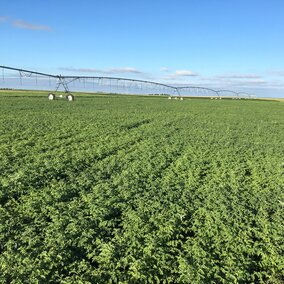 Chart of grain yield and crop water use efficiency for chickpeas and field peas under dryland, deficit, and full irrigation.