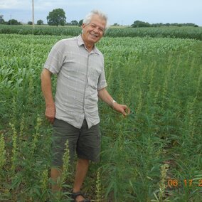 Ismail Dweikat, University of Nebraska-Lincoln professor of agronomy and horticulture, has been researching hemp production in small plots for the last two crop seasons.