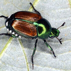 Japanese Beetle