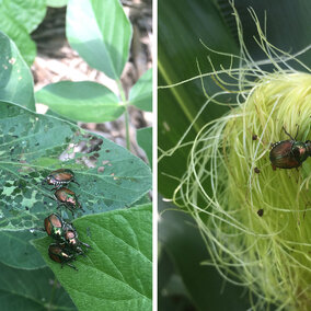 Figure 1. Japanese beetles will first feed on the leaves of soybean (left) or corn. In corn they'll move to the silks (right) when they become available. (Photos by Justin McMechan)