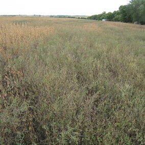 Figure 1. Season-long glyphosate-resistant common ragweed competition in a soybean field near Adams.