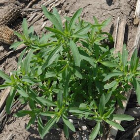 Kochia weed