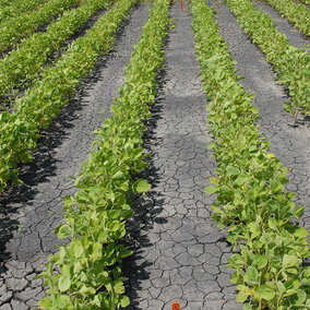 Liberty Link soybeans