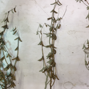 Three soybean plants demonstrating how plant architecture responds to planting population.