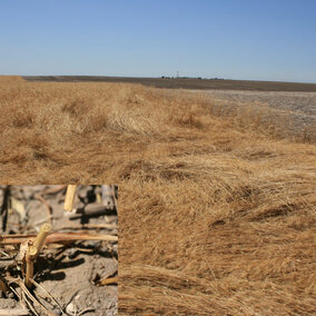 A field of lodged wheat with an inset photo showing wheat stubs where the wheat stem sawfly overwinters.