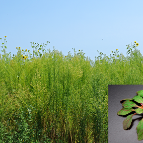 Marestail seedling and field infested with marestail