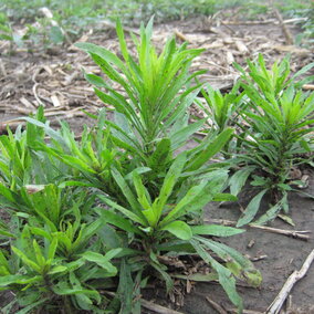 marestail