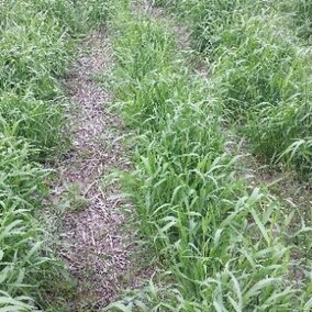 Cover crop field trial