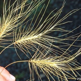 Medusahead Grass