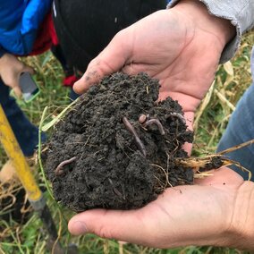 Earthworms in a field of cover crops.