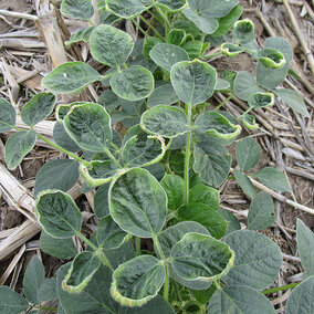 Soybean damage from application of micro-rates of dicamba pesticide.