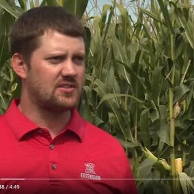 Nebraska Extension Educator Nathan Mueller on estimating corn yields.