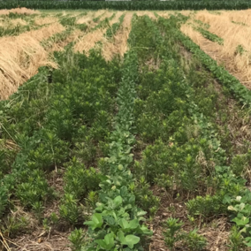 Cover crop field trial