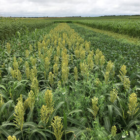 Test plots showing sorghum (center) and other crops double-cropped after field peas in Saunders County in eastern Nebraska.