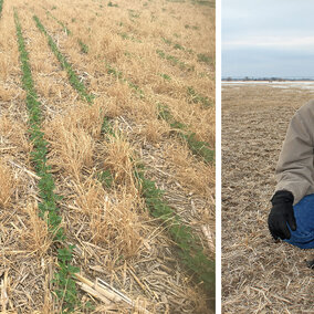 Don Batie with his strip-till soybean plot.