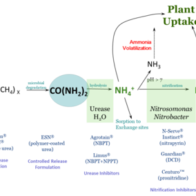 Routes of nitrogen loss in the soil