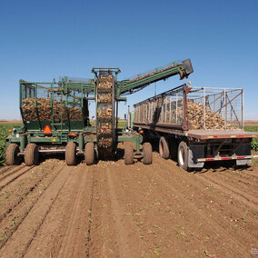 Sugar beet harvest in the Panhandle